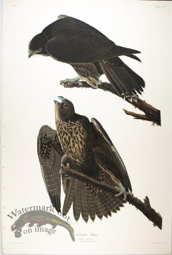 Labrador Falcon